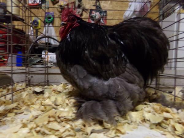 Trade show chickens for female cockatiel bird