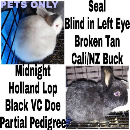 Seal & Midnight Bunny Rabbits!