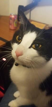 LOST BLACK AND WHITE FEMALE CAT