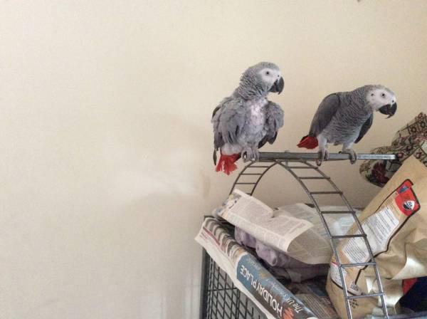 african grays birds both ale and female ready for new homes