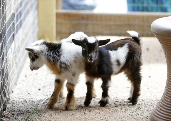 Free Baby Goats - Female