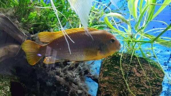 African Rusty Cichlid Lavender Mbuna Fresh Water Fish for Tank Aquariu