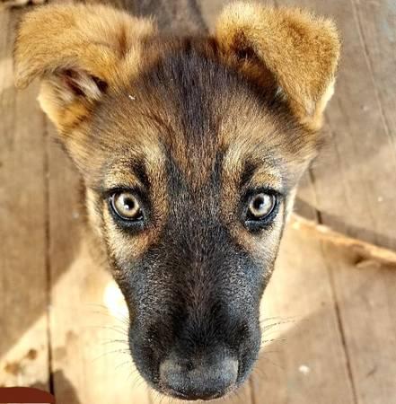 GSD Beauty, Hope & Grace female German Shepherd Puppies