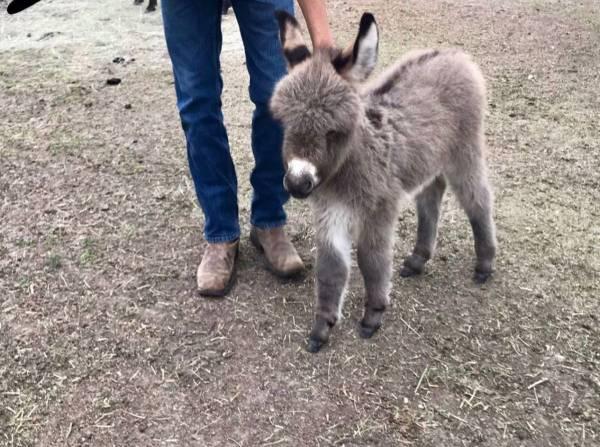 Boer / Pygmy/ Nigerian Dwarf / Mini Donkeys / Sheep