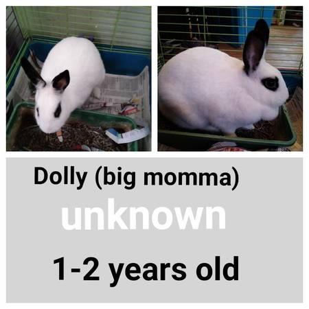 Need to rehome my rabbits