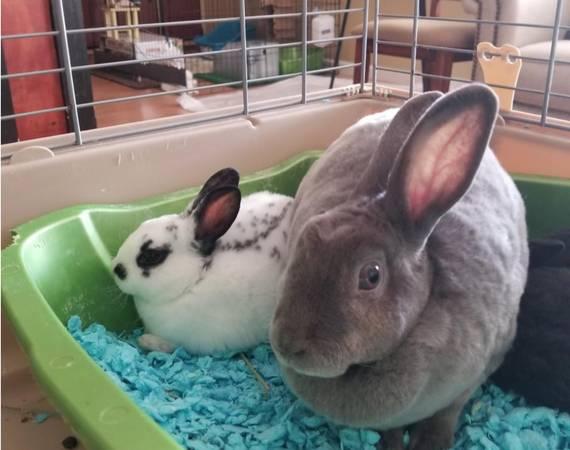 1 left- Baby Bunny - bunnies - Dwarf rabbits - Adoptions today