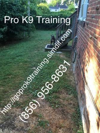 Dogs a training DEal check us out