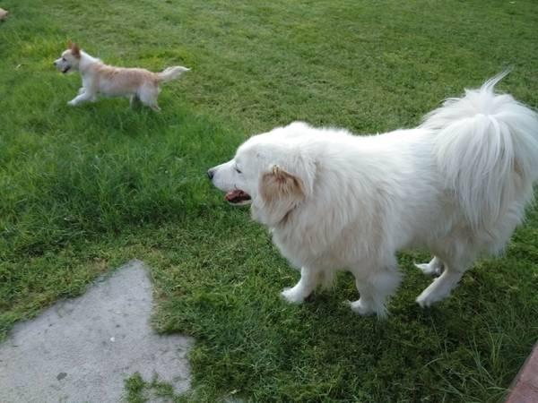 DOG BOARDING - HIGHLY RATED PET SITTER **($25/NIGHT)