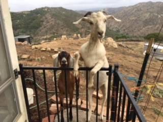 We want to share our Goats