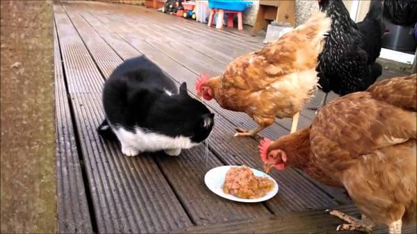 Got Rats in Your Back Yard Chicken Farm or Warehouse? Get Barn Cats!!