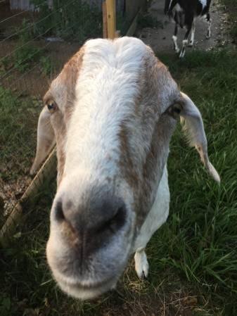 Male goat for adoption