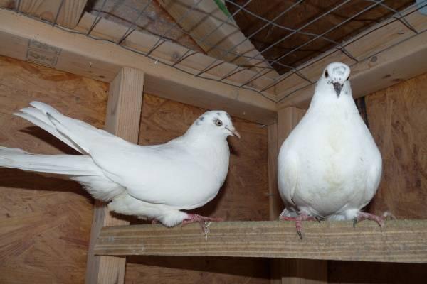 with re-homing fee for pigeon