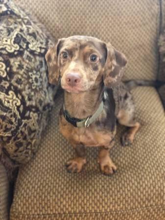 Dachshund mix dogs need a new home