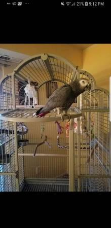 Parrot cage large