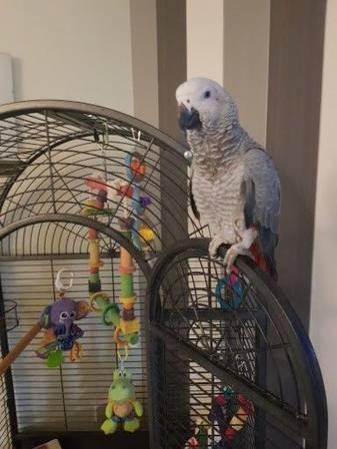 AFRICAN GREYS FOR ADOPTION, OTHER PARROTS TOO