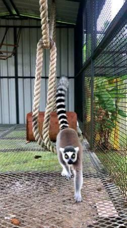 Pair of Ringtail Lemurs(Will trade for Parrots, Conures and other birds!)