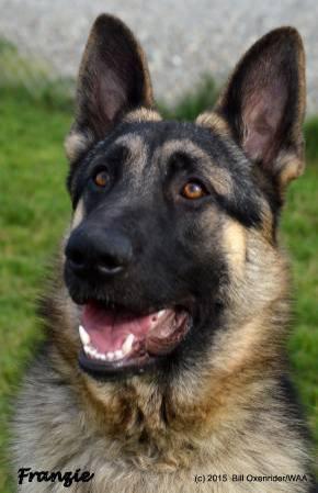 Temporary Foster Homes Needed for German Shepherd Rescue Dogs