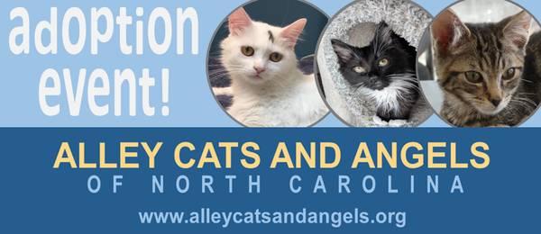 Alley Cats and Angels Morrisville Adoption Event