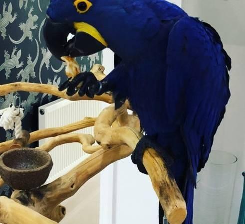 Hyacinth male Macaw Birds Available now