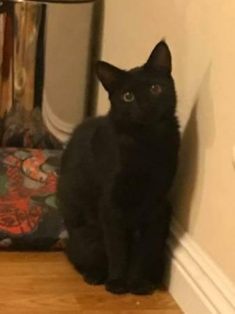 6 Month Old Female Bombay Kitten, Loving and Great With Other Cats