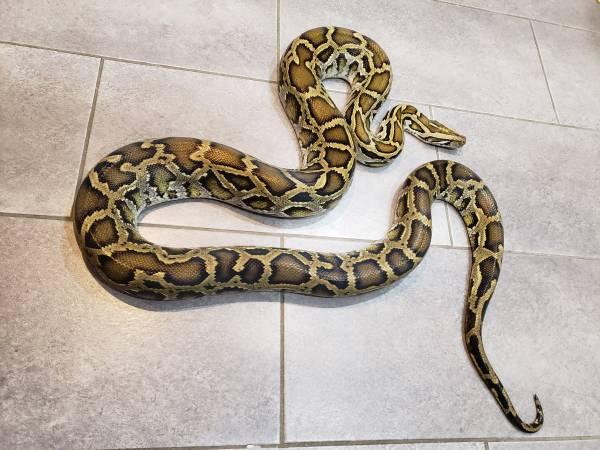 8.5ft male Burmese python
