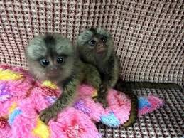 Registered male and female Finger Marmoset monkeys  Available,Txt/call at.(605) 206-7551