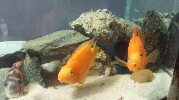 2 Blood Parrot Fishes (7 inches)