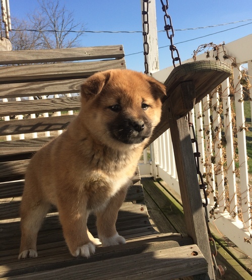 Beautiful Shiba Inu Puppies Available Now
