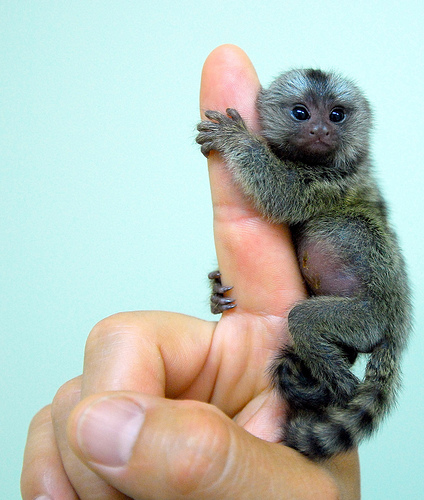 Baby marmoset monkeys for adoption.