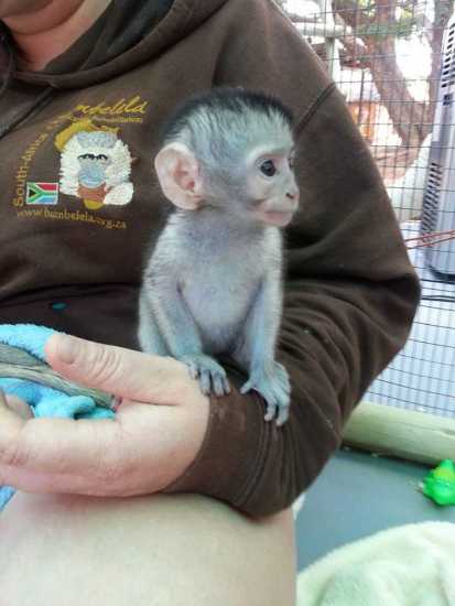 Wonderful Lovely Capuchin monkey for adoption (740) 343-9170