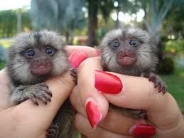 Adorable male and female Marmoset monkeys Text us (207) 747-1478