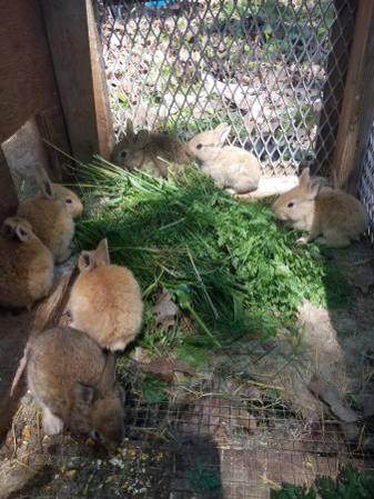 Baby Flemish Giant bunnies for sale