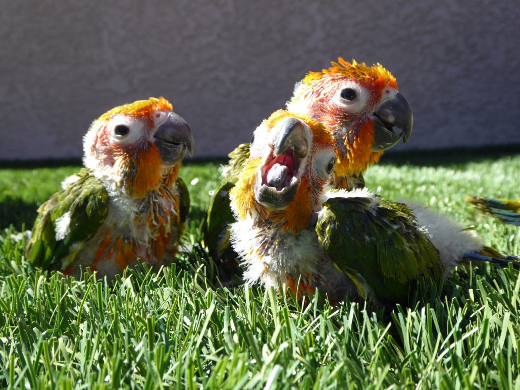 Fertile parrot eggs and weaned babies for sale