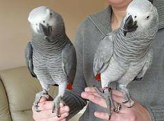 Full Weaned African Grey Parrots for REHOMING