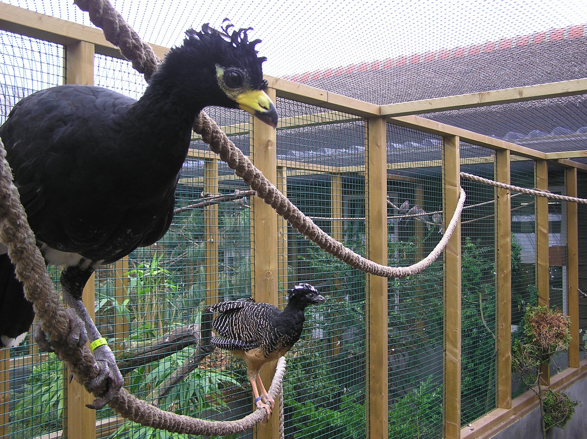 Young Great Curassow and other Parrots Needing New Homes (817) 668-6431