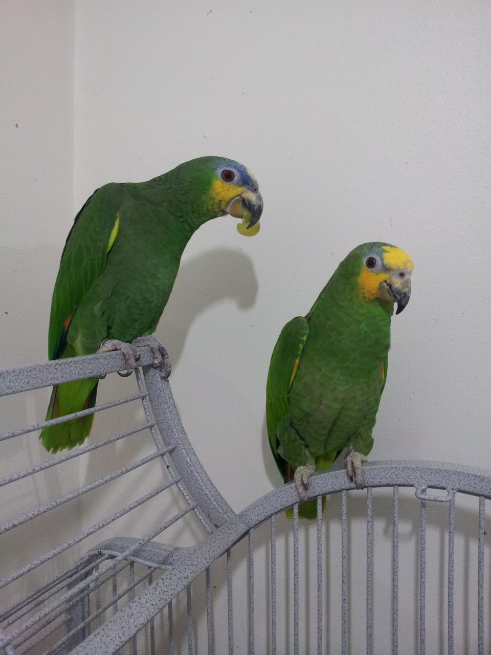 Blue Front Amazon Parrot and other Parrots For Sale (817) 668-6431