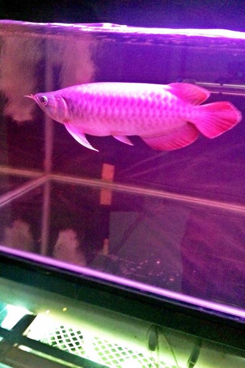 Premium Super Red Arowana Fish