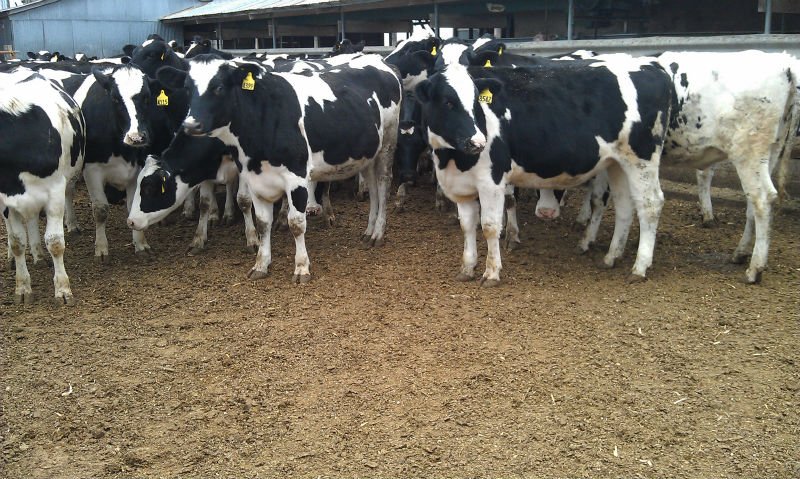 Dairy Cattle Breed for sale call/Text (505)600-7080.