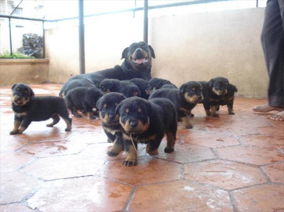 Lovely and cute Rottweiler puppies available.