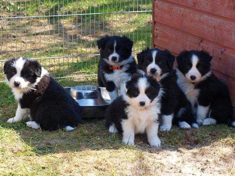 BORDER COLLIE puppies Available