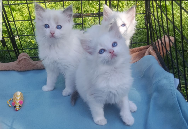 Ragdoll Kittens For Adoption