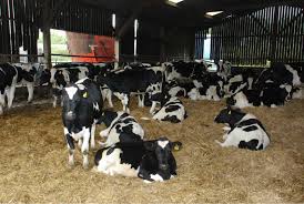 Boer Goats , Sheep & beef slaughter and fattening bulls, beef carcass meat, pregnant heifers and dairy cows