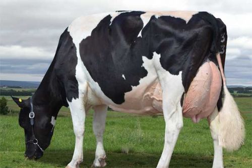 Pregnant Heifers, Calves Ayrshire cow Brown Swiss cow Guernsey cow Jersey cow Holstein cow