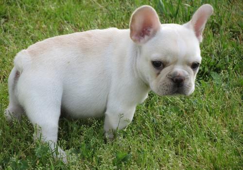 French Bulldog puppies for sale $500