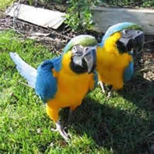 blue and gold macaw parrots for sale $500