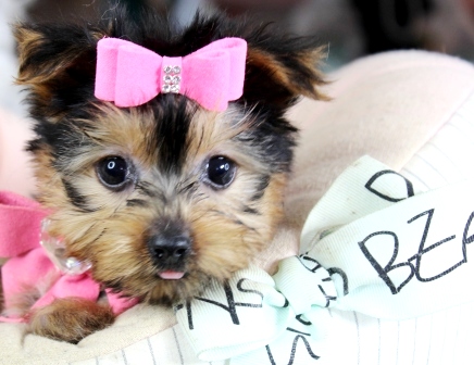 AKC Home Trained Teacup Yorkie Pups for sale