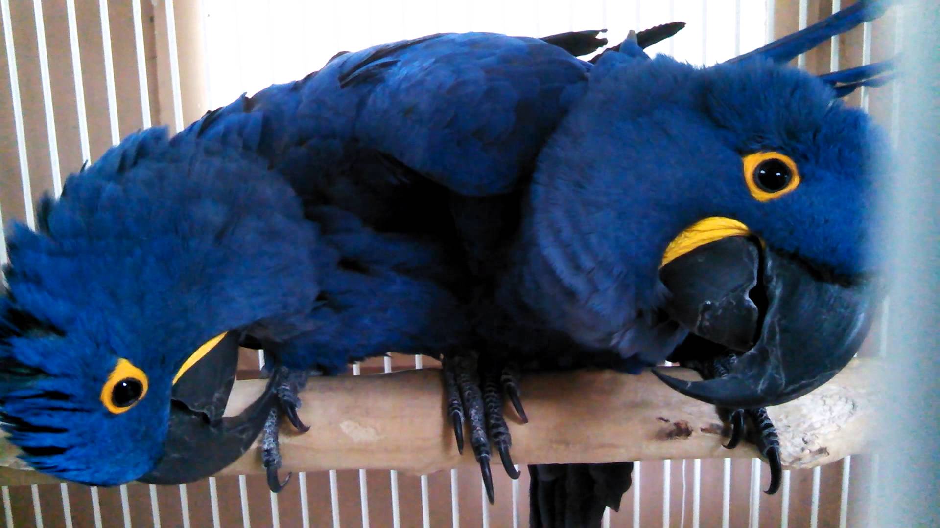 Bonded pair of Hyacinth macaw (502) 785-6273