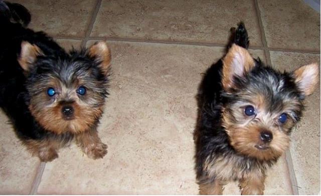 trained Yorkshire terrier puppies for rehoming