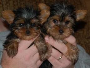 well trained Yorkshire terrier puppies