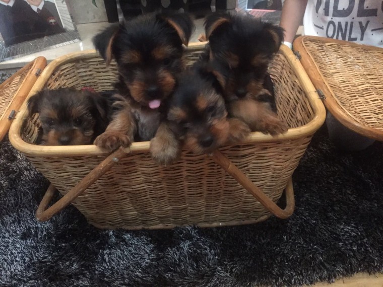 susky male and female yorkie puppies for adoption